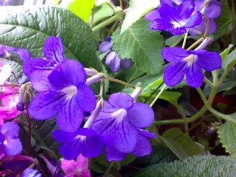 Modrofialová tořivka - Streptocarpus - rostlina - 2
