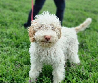 LAGOTTO ROMAGNOLO STENIATKO s PP - 2