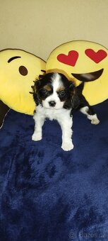 Cavalier king Španiel - 2