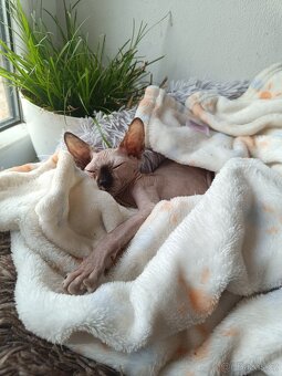 SPHYNX kotě kočička bez PP - 2