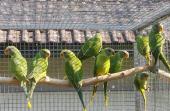 Alexandr černohlavý - 2