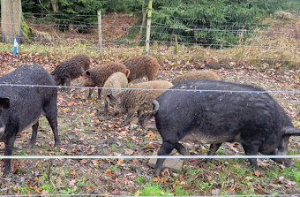 Prasnice  - selata -  Mangalice - 2