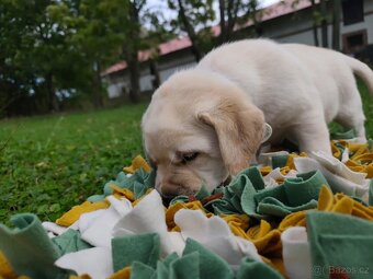 Labrador retrívr - 2