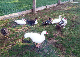 Kačer kachny pižmové - čínské - 2