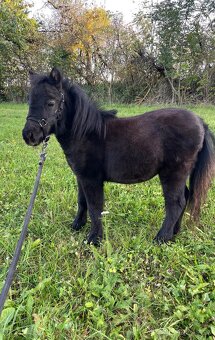 Minihorse hřebeček - 2