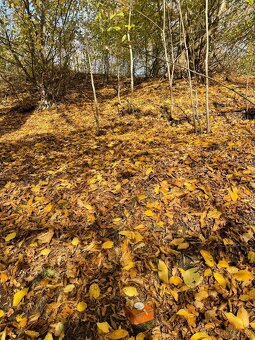 Prodám lesní pozemek na k. ú. Mikulovice u Jeseníka - 2