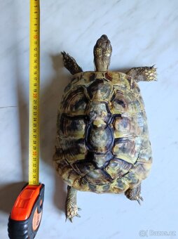 Želva zelenavá - skupina - 2