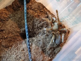 Hysterocrates gigas 0,1 Adult - 2