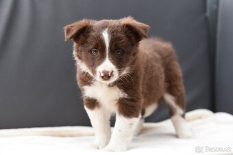 Štěňátko border kolie - 2