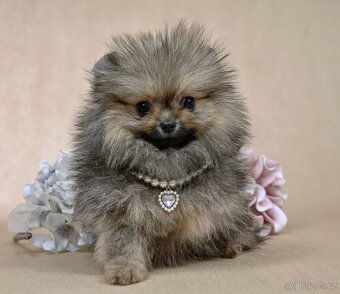 Pomeranian s PP - 2
