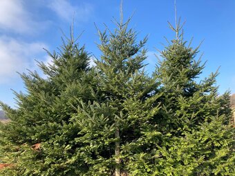 vánoční stromky - 2