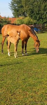 Letošní hřebeček - 2