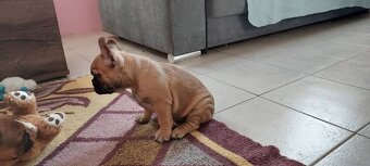 Francouzský buldoček - 2