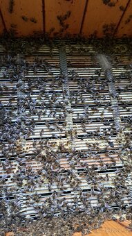 Nabízím k prodeji včelí oddělky 39x24 - 2