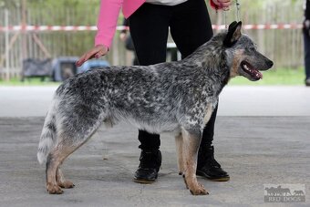 Nabízím krytí- ACD s PP - 2