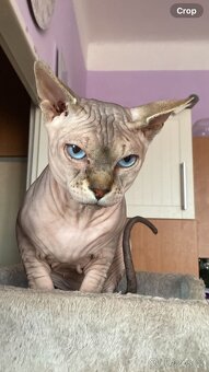 Sphynx - 2