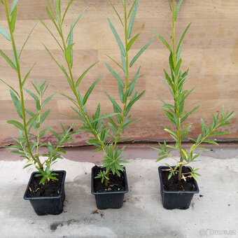 Vrba košíkářská - rychlerostoucí - 2