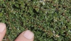 Paronychia kapela - zelený živý koberec (zajímavě kvete) - 2