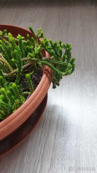 Odnože sukulentu Crassula muscosa - 2