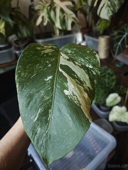 Monstera alba č.9 - 2