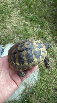 Testudo Hermanni - 2