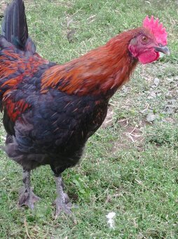 Maranska černá měděnokrká kohout - 2