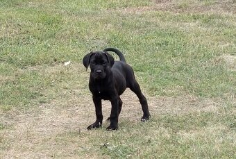 Štěňátko Cane Corso - 2