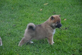 Shiba inu s průkazem původu - 2