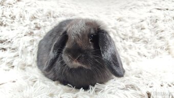 Zakrslý beránek, králíček, králík - BIBI - 2