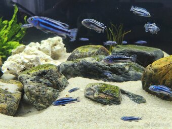 Tlamovci (melanochromis maingano) - 2