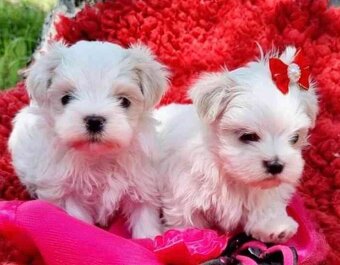 Maltézský Psík - 2