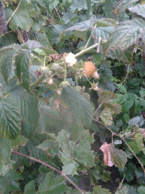 Prodám sazenice žlutých malin a červených . - 2