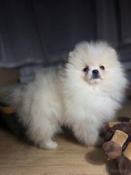 pomeranian - 2