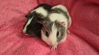 Mláďata morče - 2