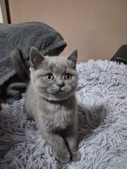 Britské koťátko - 2