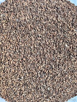 Svazenka vratičolistá - 2