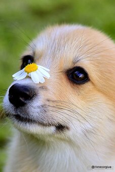 WELSH CORGI PEMBROKE S PP - 2
