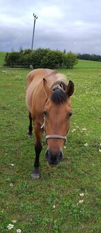 Prodám klisnu QH - 2