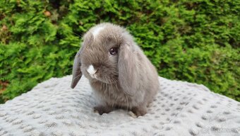 Zakrslý beránek, králíček, králík - ŇUFÍK - 2