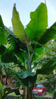 Mrazuvzdorné banánovníky Musa Basjoo - 2