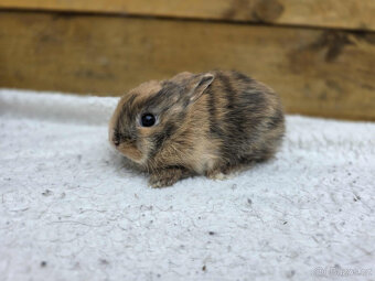 zakrslí králíčci s PP - 2