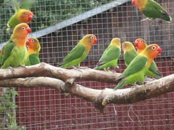 Koupím agapornise škraboškové - 2