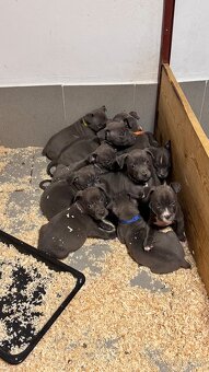 Americký stafordširský teriér - 2