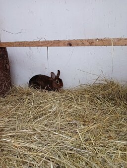 Zakrslý králík - 2