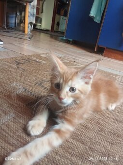 Mainska mývalí bez pp - 2