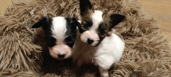 Pejsek papillon s PP - 2