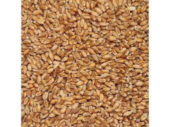 Oves nahý + pšenice BIO - 2