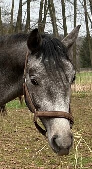 Welsh part bred dvouletý hřebeček - 2
