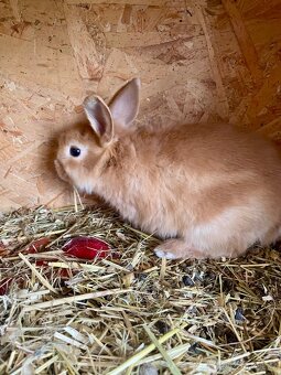 Zakrslý králík - 2