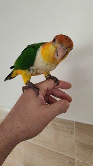 Amazonek bělobřichy - 2